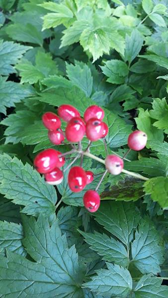 Actaea spicata C1,5