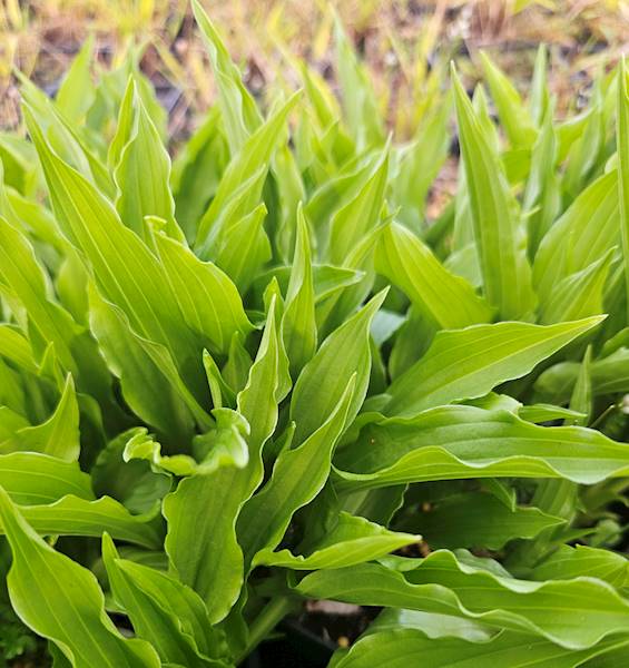 Hosta Stiletto zielona C1,5