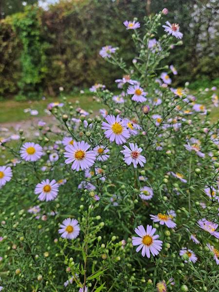 Aster fiolet C1,5