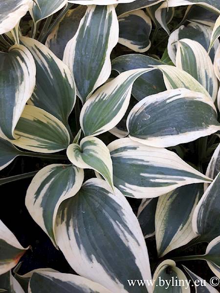 Hosta Firn Line ® C1,5
