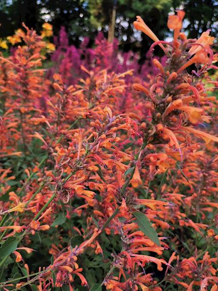 Agastache Kudos Mandarin ® C1,5