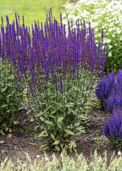 Salvia nemorosa Caradonna p11