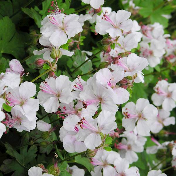 Geranium cantabrigiense Biokovo p11