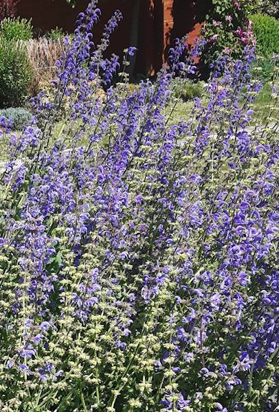 Salvia pratensis C3