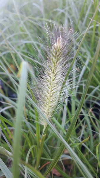 Pennisetum alopecuroides Gelbstiel C1,5