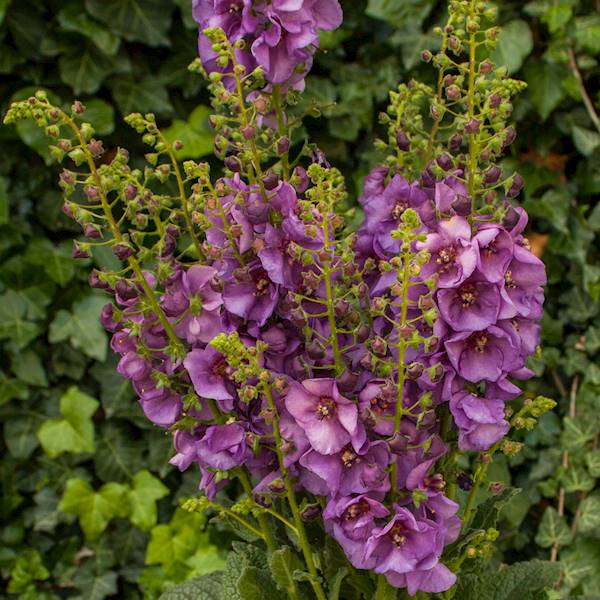 Verbascum Sugar Plum C1,5