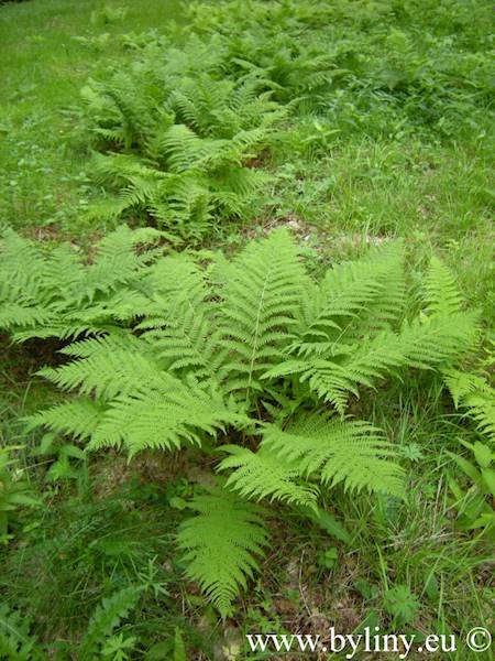 Athyrium filix-femina p11