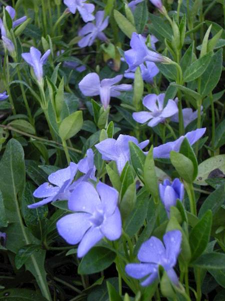 Vinca minor C1,5