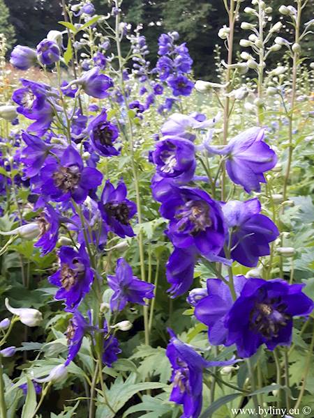 Delphinium pacific Black Knight C1,5