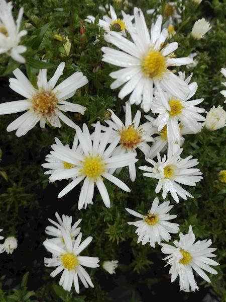 Aster alpinus Albus C1,5