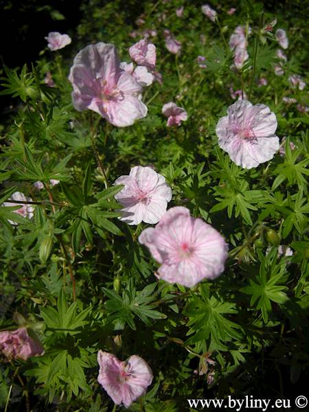 Geranium sanguineum striatum C1,5