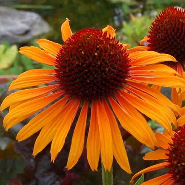 Echinacea Flame Thrower® C1,5