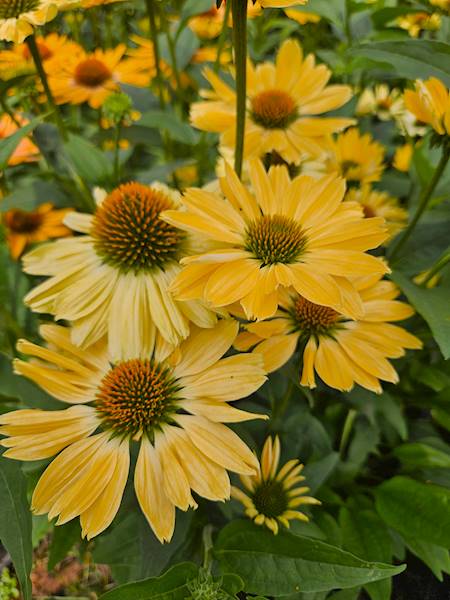 Echinacea Aloha ® C1,5