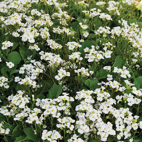 Arabis caucasica Little Treasure White C1,5