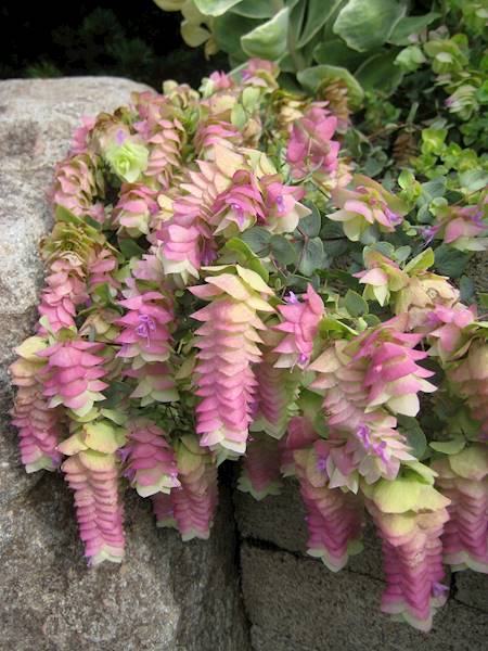 Origanum rotundifolium Kent Beauty p11