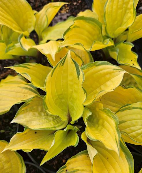 Hosta sieboldiana Paradise Island ® C1,5