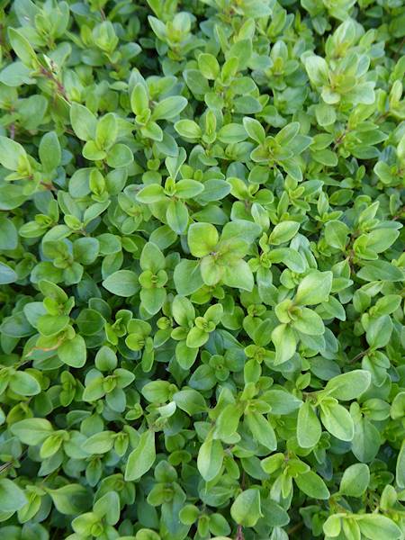 Thymus serpyllum p11