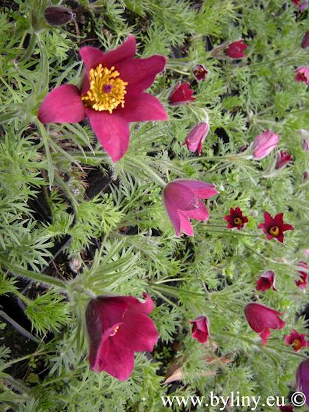 Pulsatilla Pinwheel Dark Red C1,5
