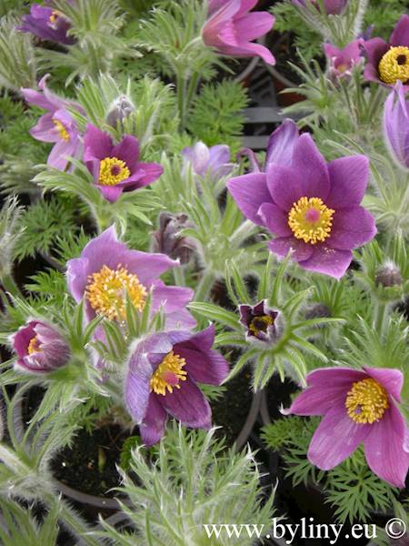 Pulsatilla Pinwheel Blue Violet Shades C1,5