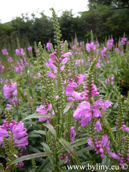 Physostegia virginiana Bouquet Rose C2