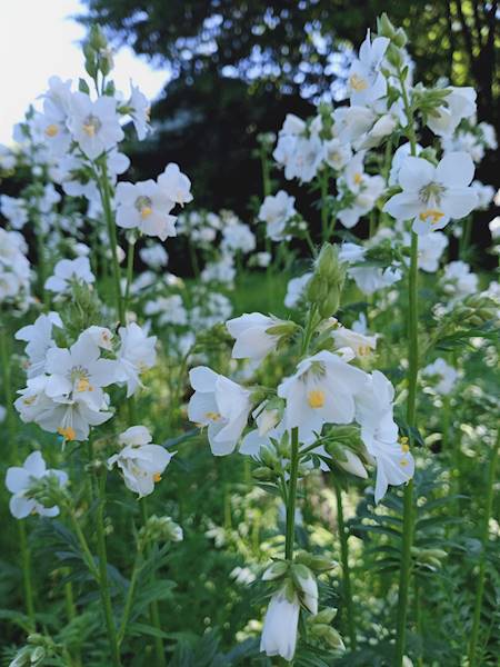 Polemonium caeruleum Album C1,5