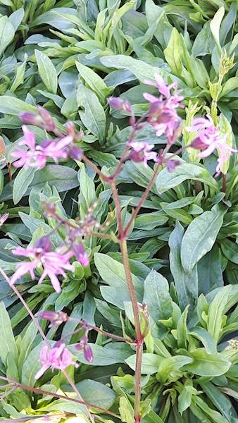 Lychnis flos-cuculi C1,5