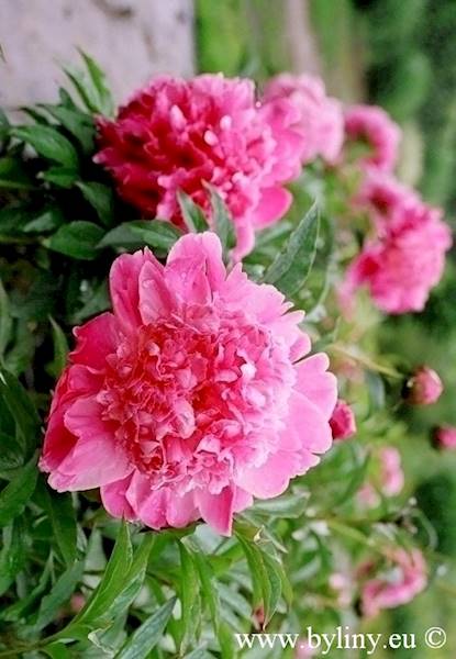 Paeonia Barbara C3
