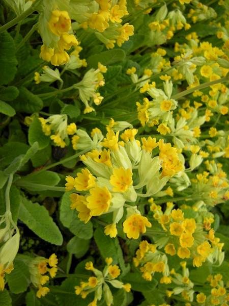 Primula veris C1,5