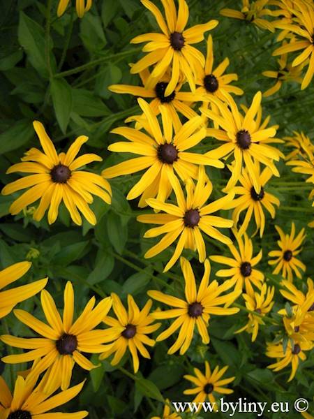Rudbeckia fulgida var.speciosa C2