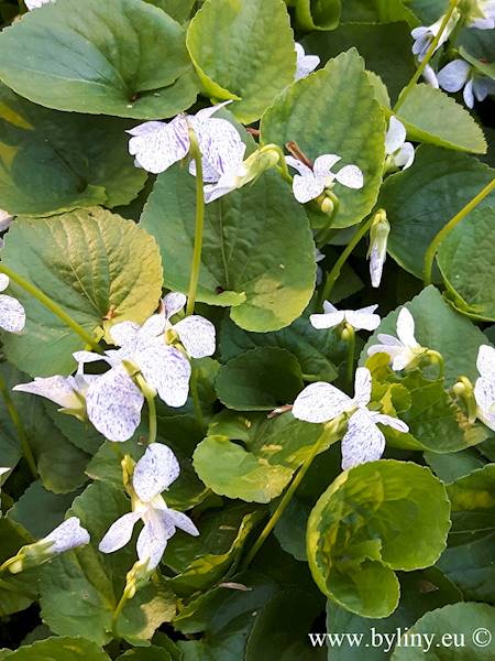 Viola sororia Freckles C1,5