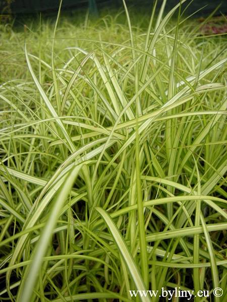 Carex muscingumensis Aureovariegata p11