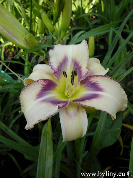 Hemerocallis Destined To See C3