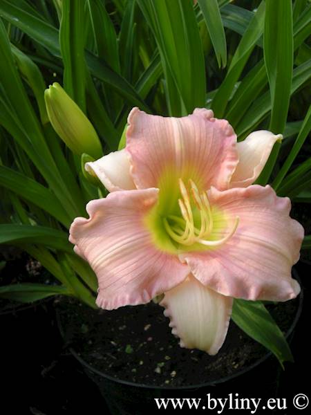 Hemerocallis Ah Youth C3