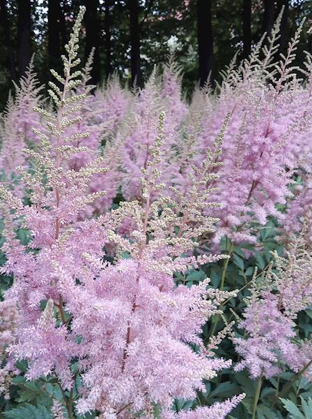 Astilbe japonica Europa C3