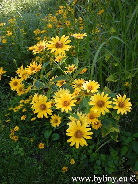 Heliopsis helianthoides C2