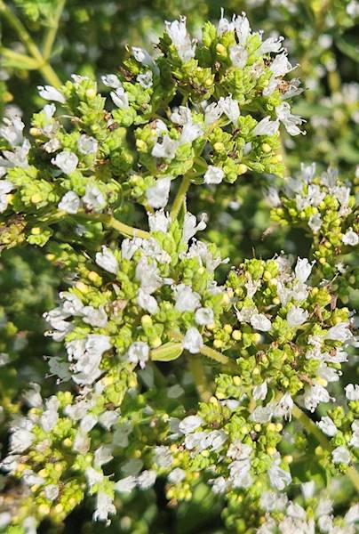 Sedum spectabile Star Dust C1,5