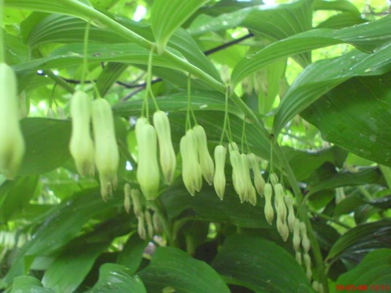 Polygonatum multiflorum C1,5