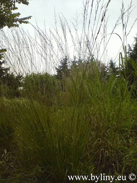 Molinia cearulea Moorhexe C2