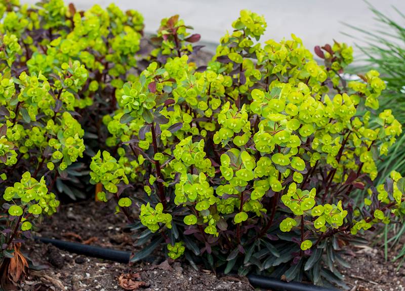 Euphorbia amygdaloides Purpurea C1,5