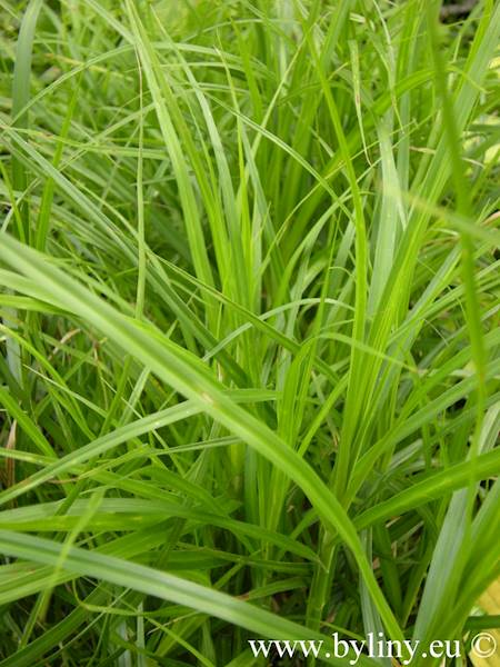 Carex muskingumensis p9