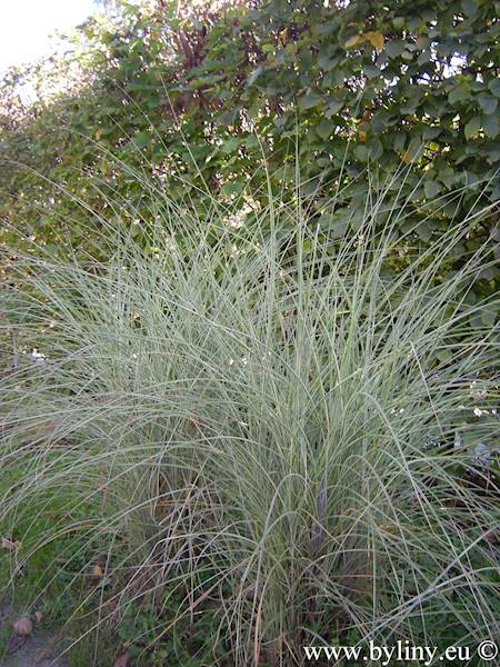 Miscanthus sinensis Morning Light C1,5