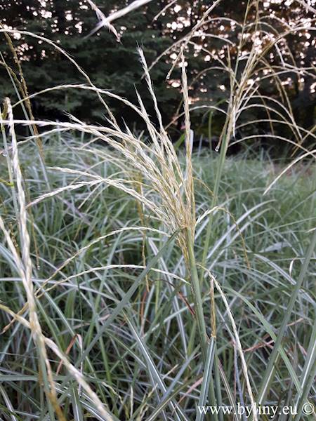 Miscanthus sinensis Federweiser C1,5