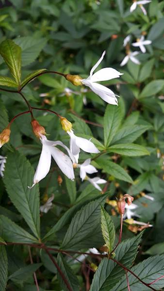 Gillenia trifoliata C1,5