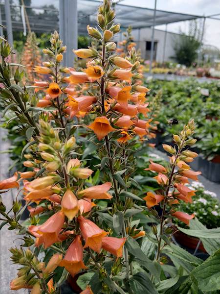 Digitalis Friecracker ® C1,5