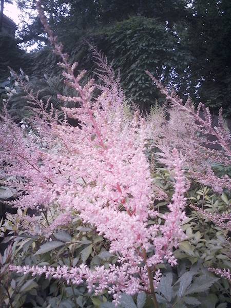 Astilbe x arendsii Erica C2