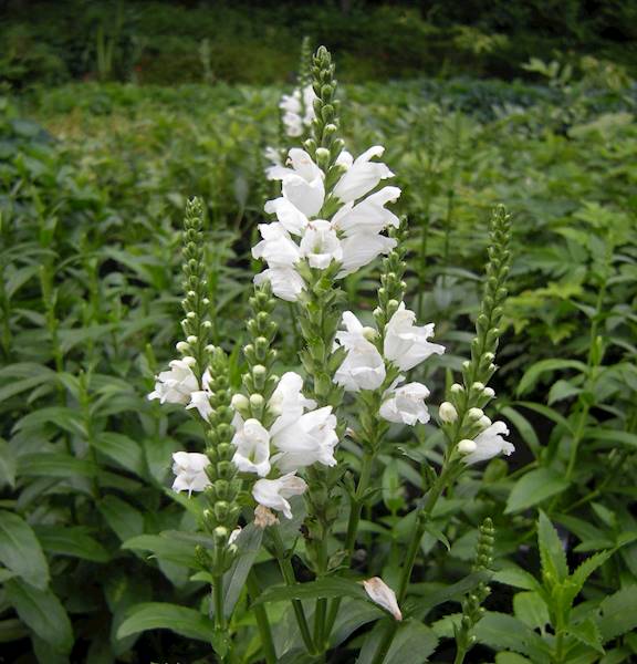 Physostegia virginiana Alba p11