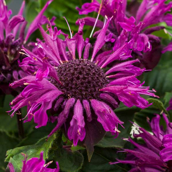 Monarda Bee Pure ® C1,5