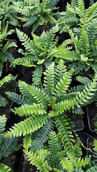 Blechnum spicant p11