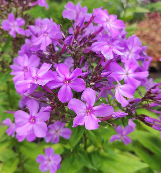 Phlox (P) Blue Boy C1,5