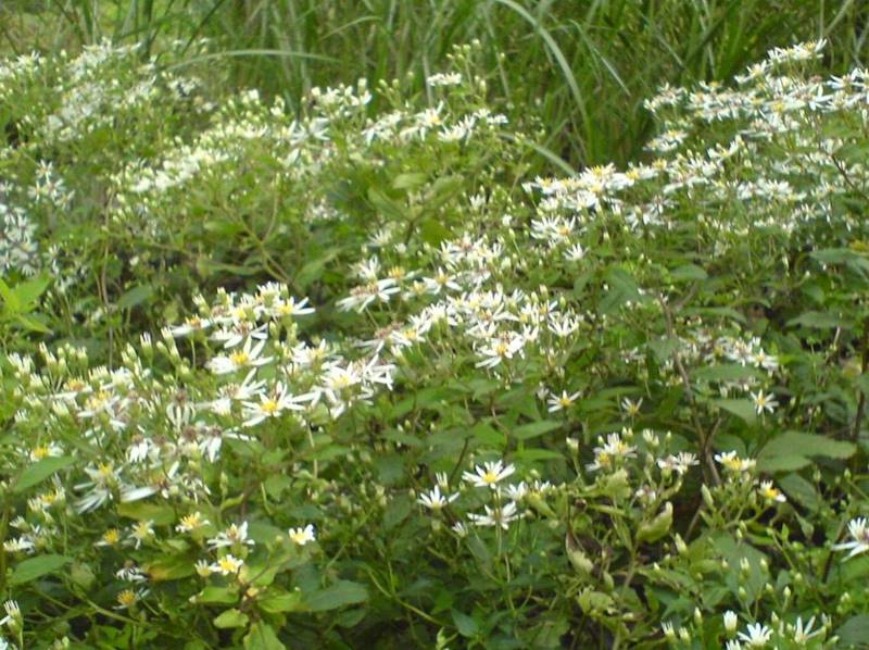 Aster divaricatus C1,5